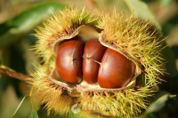 크고 맛있는 밤 신품종 묘목 분양
